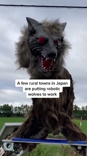 Robot Wolf Japan: Scaring Off Bears in Rural Towns
