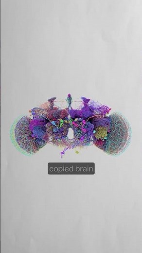 Fruit fly brain simulated to control virtual movement #fruitfly #brainsimulation #neuroscience