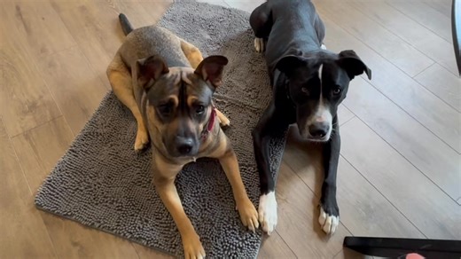 #mostlymuttzrescue #insidertips #successfulbeginnings #dogtraining Part 5 | Mostly Muttz Rescue