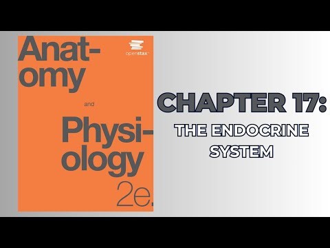 OpenStax Anatomy and Physiology 2e (Audiobook) - Chapter 17: The Endocrine System