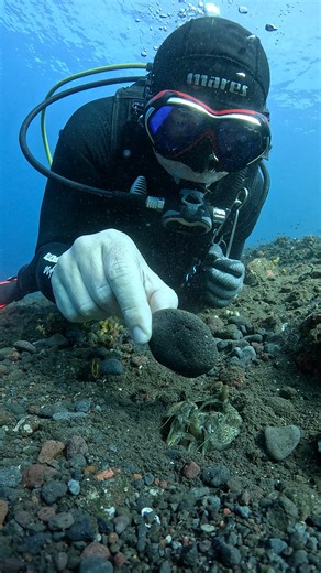 68M views · 585K reactions | I've seen dive guides tease mantis shrimp by stuffing rocks into their burrows. It might look funny—until someone gets hurt. These creatures aren’t toys. #oceanreality #divingdanger #mantisshrimp #respectnature #underwatertruth | Ocean Reality Channel | Facebook
