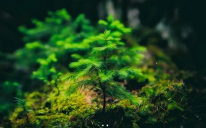 最短编辑距离的证明【S-T线性顺序不相交拆分】【单结点对最短距离距离转多结点对最短路径距离母题】