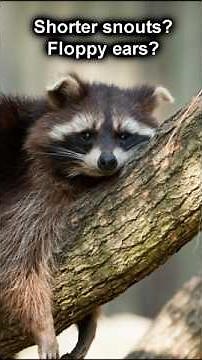 Why are raccoons getting FLOPPY ears like dogs?