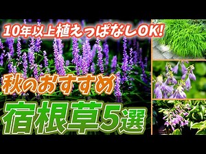 [Easy] 5 perennial plants that are easy to care for and will be useful in the coming season! A mu...