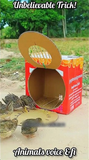 Smartest Cardboard Trap Ever Made for Birds | Genius Idea #shorts #birds