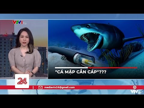 "Cá mập cắn cáp"? | VTV24