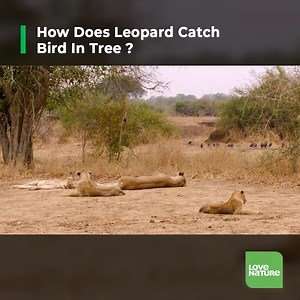 At sundown, the guinea fowl are all roosting in the outer branches of the very tallest trees, beyond the reach of a hungry cat. It's a long way to go for a midnight snack, but the young #leopard Olimba makes scaling the vertical trunk look effortless. | Love Nature