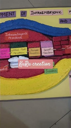development of intra embryonic mesoderm model