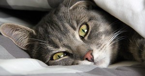 Why do cats like to sleep on the bed with people? This common behavior explained