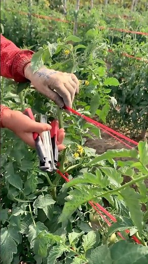 Tomato Trellising for Maximum Yield #farmingtech ‪@RomFarm‬