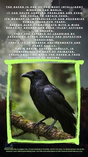 🧠🐦The Raven: The Feathered Genius Science Still Can’t Fully Explain​#facts​#curiosity​#didyouknow