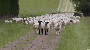 New Zealand: Climate-neutral sheep