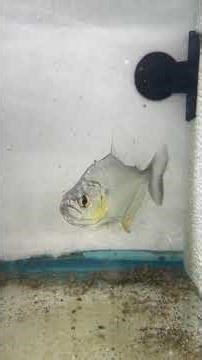 Gold Diamond Piranha (Serrasalmus Rhombeus)