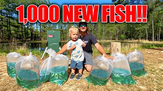 Stocking backyard pond with 1,000 bait fish frenzy