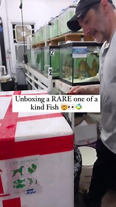 5.1K views · 33 reactions | One of a kind “Shadowstreak” Gem Tang勞 How crazy is this guy? With unique patterns on both sides and the tail, this Gem is unlike anything we’ve seen before What would you rate this guy from 1-10? #gemtang #oneofakind #saltwatertank #saltwaterfish #rarefish | NYAquatic | Facebook