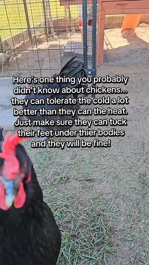 Random chicken trivia | Curtis French