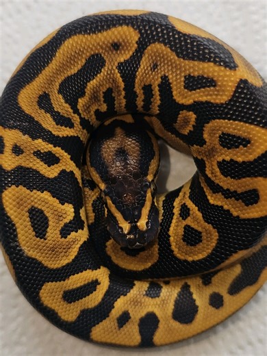 Leopard YB Black Pastel het clown het pied het albino #snake #ballpython #fyp #snakesoftiktok #morph