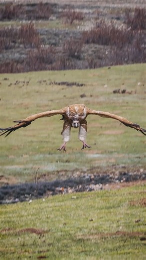 Griffon vulture landings look clumsy, but they’re actually highly calculated. With a wingspan close to 3 metres, landing isn’t a simple drop. Griffon vultures slow themselves mid-air using subtle wing tilts, spread their massive wings like air brakes, and touch down feet-first to absorb impact. They often land uphill or into the wind, letting nature help them decelerate. What looks awkward is really precision flying, scaled up. Big wings. Soft touchdown. Gravity handled with grace 🦅 #AnimalPlan