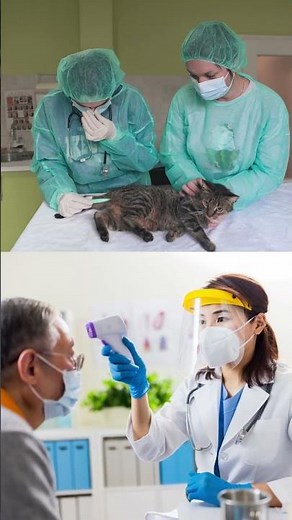 Hot or Cool Understanding Cat Body Temperature for a Pawsome Life!