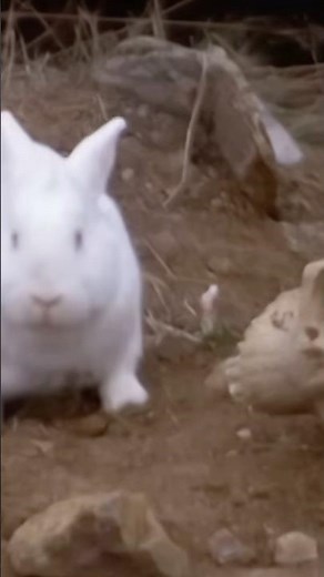 A Scene From Monty Python and the Holy Grail