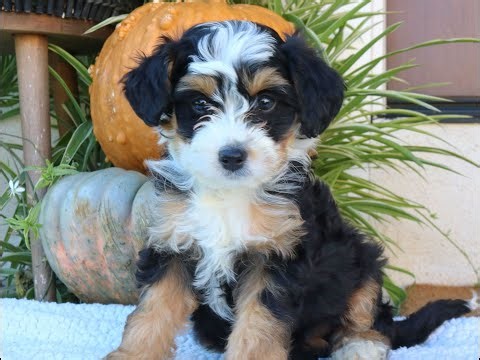 Mini Bernedoodle Puppies for Sale