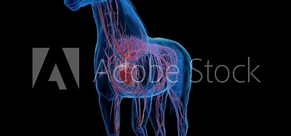 Animation of a horse's cardiovascular system