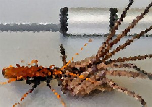 オンリーオーストラリア？巨大蜘蛛と巨大ハチが玄関ドアで対決中(※蜘蛛・ハチ出演中) | カラパイア