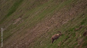 Alpine ibex is feeding on the mountains meadow. Ibex in Switzerland Alps. Brown wild goat with big horns on the grazing. European spring nature.