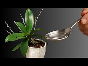 The Secret to Making Your Orchid Bloom Nonstop!