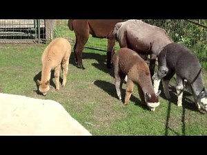 Alpacas Eating Grass