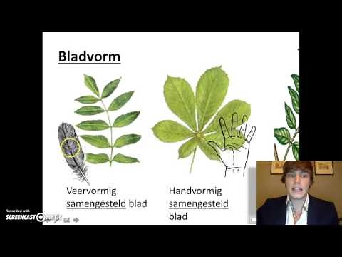 Planten - Bladvorm, bladrand en nervatuur