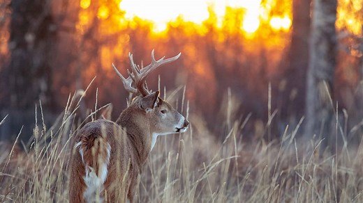 10 Reasons Indiana Has the Best Deer Hunting in the U.S.