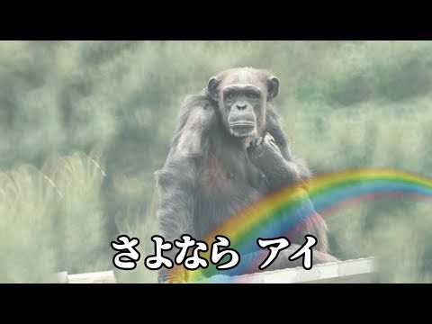 さよなら アイ 🌈 京都大学 チンパンジー 202601