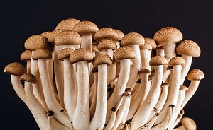 Methods to Extract Psilocin From Mushrooms