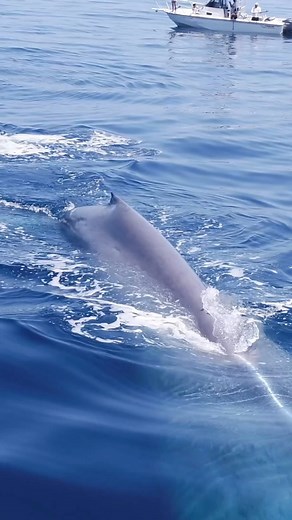 Gone Whale Watching San Diego on Instagram: "The Extended Blue Whale Tours, our most popular extended-style trips, are filling up extremely quickly! The reason the demand for these tours is so high is because of our impeccable track record of success the past 4 years. With a Blue Whale sightings success-rate checking in at 99% for June tours, and 97% for trips run after July 1st during that time, these trips are the best chance in the world to see the iconic Blue Whale! We are doing this post be