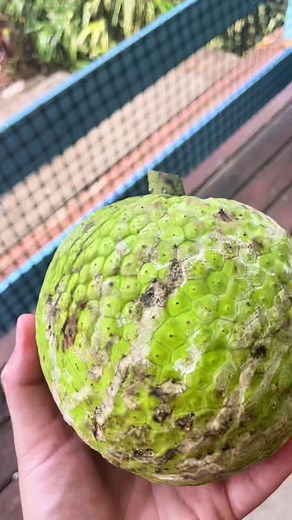 Anyone have breadfruit recipes? #panama #fruit #cooking