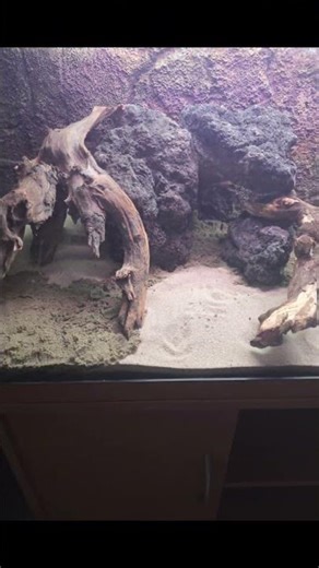 I Revitalized A Neglected Fishtank, And You Won't Believe What I Found