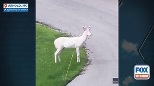 Watch: Rare albino buck spotted with another deer on walk in Missouri