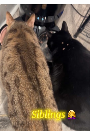 My Bengal Cat's Messy Eating Habits