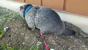 3.4K views · 107 reactions | Miss Mona has certainly been busy! 藍 Tune in below and learn all about our lovable groundhog with Educator Michaela. Be sure to check out our story as well for exclusive cute content and see how our educators get creative when they miss programming! #sustainourmission #closedbutstillcaring #lvzoo | Lehigh Valley Zoo | Facebook
