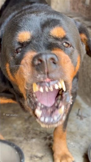 Angry dog barking video #rottweiler #petsempire #dogcommunication #puppy #dogtalk #funny