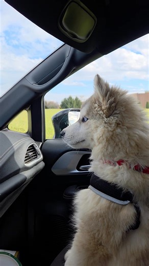 1K views · 25 reactions | Finny takes a ride ❤️ | Wild Pony Eventing | Facebook