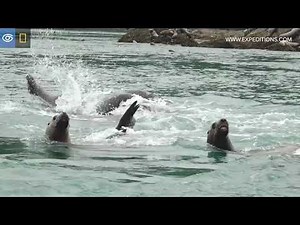 Steller Sea Lions Create a Giant Raft | Alaska | Lindblad Expeditions-National Geographic