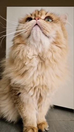 4 comments | Which cat are you today? #happy #sad #angry #sleepy #surprised #silly #shocked #annoyed | Ambar Ambarr | Facebook