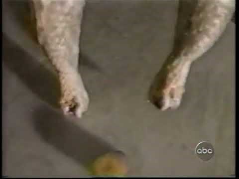 AFV Assignment America - Mini-Movie Contest (2004)