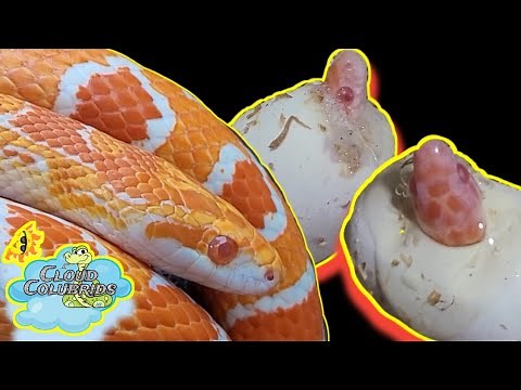 Baby Corn Snake Eggs Hatching