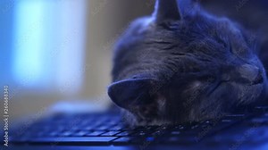 Gray cat sleeping on computer desk. Face of sleepy cat laying on keyboard.
