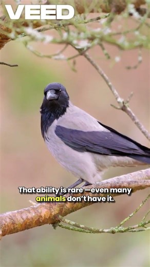 Magpies Are Smarter Than You Think 🐦🤯