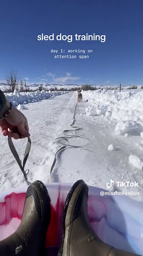 Sled Dog Training: Improving Attention Span for Jackson
