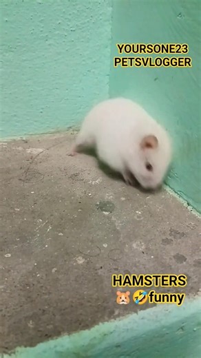 அல்பினோ redeye HAMSTER FUNNY REACTION in myhouse🤣😱playvery comedy🐹🐾🌿 #pets #hamster#redeyefemele#